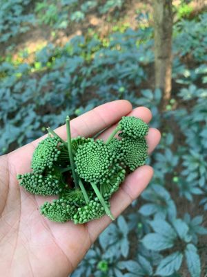 🌿 NỤ HOA TAM THẤT BẮC