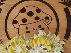 🍄 NẤM TOMAGI – SIÊU THỰC PHẨM HỮU CƠ XANH CHO MỌI GIA ĐÌNH