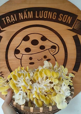 🍄 NẤM TOMAGI – SIÊU THỰC PHẨM HỮU CƠ XANH CHO MỌI GIA ĐÌNH